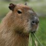 Profilbild von RexNonsaure