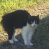 Profilbild von 🐈⬛🐈⬛🐈⬛🐈⬛🐈⬛