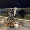 شذىٰ's profile picture