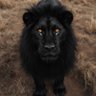 Фото профиля Chris Duffy