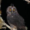 Фото профиля 🦉