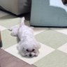 Hanky's profile picture