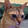 浪費家Towa🐈 profil fotoğrafı