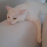 özlem's profile picture