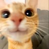 永野芽 profil fotoğrafı
