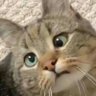 好的好的好的's profile picture