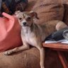 Peanut's profile picture