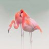 Rose Flamingo (🇫🇷 🇨🇭) profil fotoğrafı