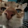 BenoitD profil fotoğrafı