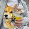 초코바이러스 的头像