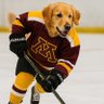 MN Hockey Dog 的头像