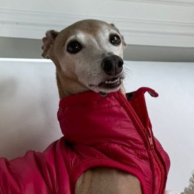 _Pliniotheboss's profile picture
