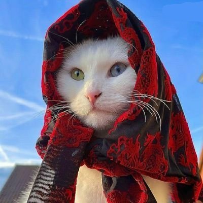 Elif's profile picture