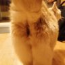 SoGo0268 profil fotoğrafı
