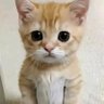 阿木木 profil fotoğrafı