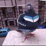 mafia kabootar (pigeon) 的头像