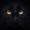 SamThiago. profil fotoğrafı