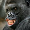 Profilbild von ゴリラ•ゴリラ•ゴリラ