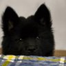 MissBear profil fotoğrafı