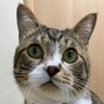 うすしおぽてち's profile picture