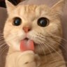 Profilbild von かわいい猫