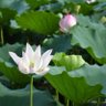 Фото профиля 蓮