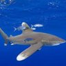 Profilbild von An Oceanic Whitetip