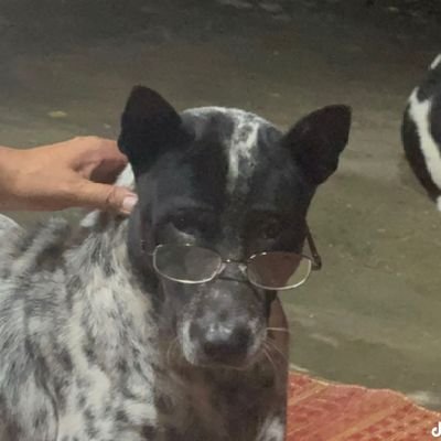 ssviajera's profile picture