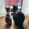 satomi's profile picture