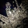 Sakura🌸 的头像