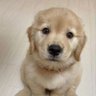 Ayla 🏳️⚧️🐾's profile picture