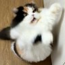 Z 的头像