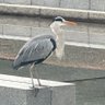 Sembay 的头像