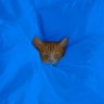 Xuno's profile picture