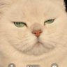 meow meow profil fotoğrafı