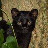 The Black cat of Constantinople 的头像