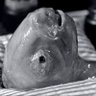 Marilyn of Death's profile picture