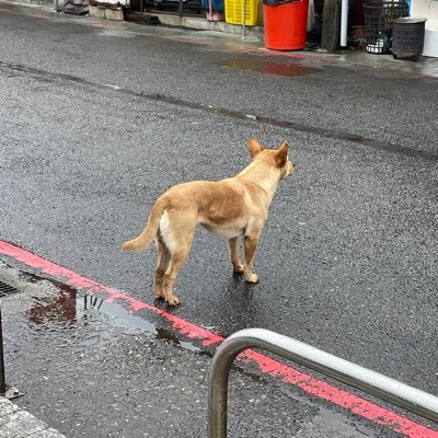 Saaaam_hungry無良土狗𓄿's profile picture