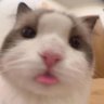 Profilbild von Celest