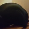 BlimpSuit profil fotoğrafı