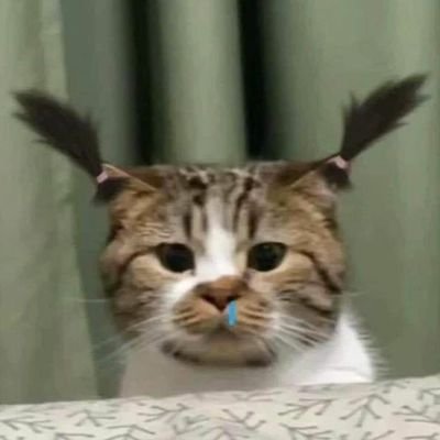 madfatmeow's profile picture