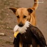Maguila_Doutrinador profil fotoğrafı