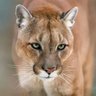 kiti-bat's profile picture