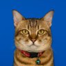 Profilbild von Rizwandha