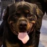 Rottweiler 23's profile picture