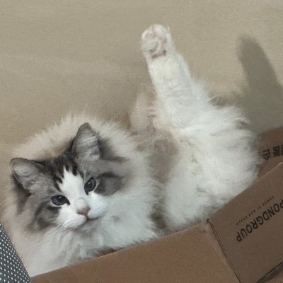 카키's profile picture
