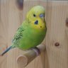 Profilbild von 栗鳥栖