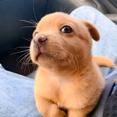 Goldec's profile picture