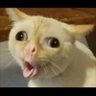 Фото профиля SquidOnCatnip