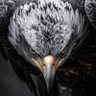 İbra-him's profile picture
